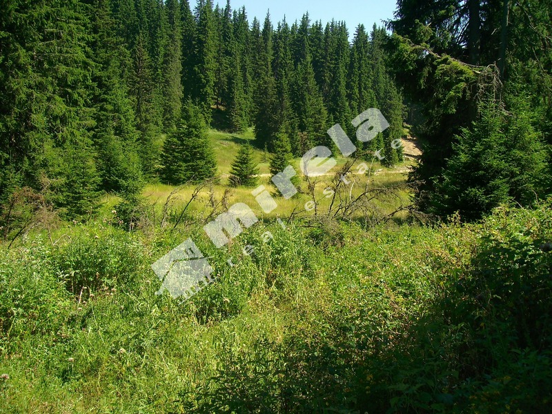 Атракивен панорамен парцел за продажба в област Смолян, 7300 кв.м,
				
				
						€ 167 900